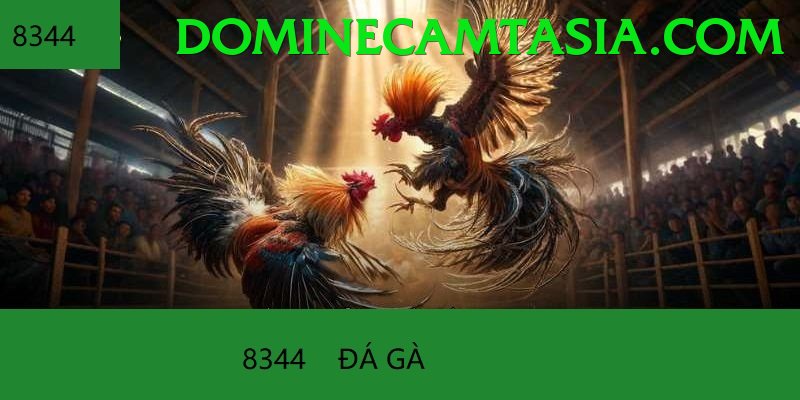 Đá Gà Trực Tiếp - net88