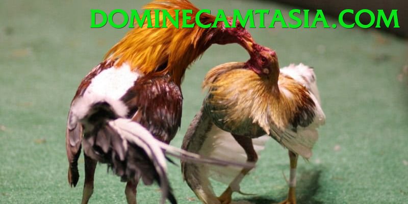 Đá Gà Trực Tiếp - Ưu đãi đặc biệt